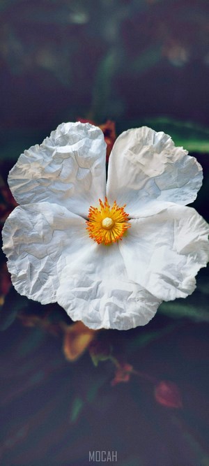 White flower with yellow and orange center