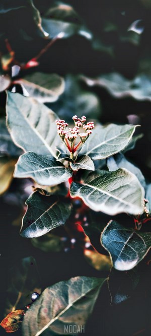 Close-up of a plant with small red buds and green leaves