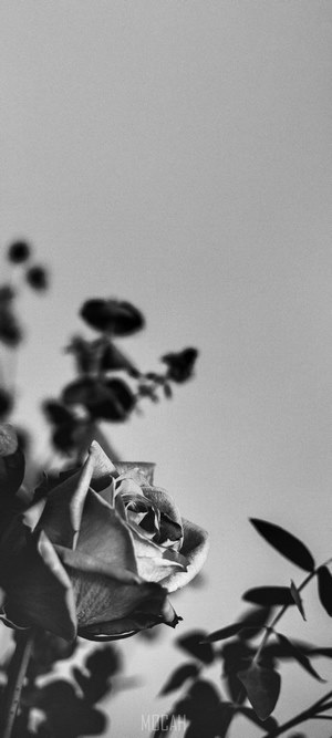 Black and white rose with shadows