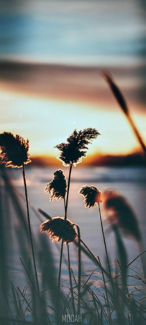 Reeds silhouetted against a winter sunset