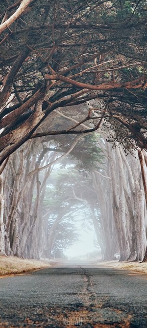 Road through a misty cypress tree tunnel