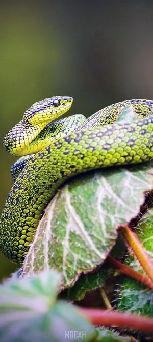Green and black snake coiled on a leaf