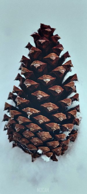 Pinecone covered in snow