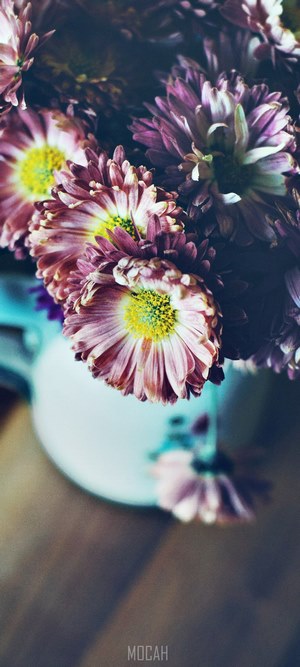 Close-up of purple chrysanthemums in a vase