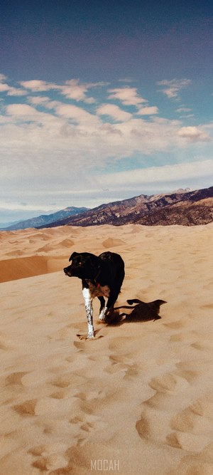 Dog walking on sand dunes with mountains in background