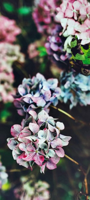 Pink and blue hydrangeas bloom