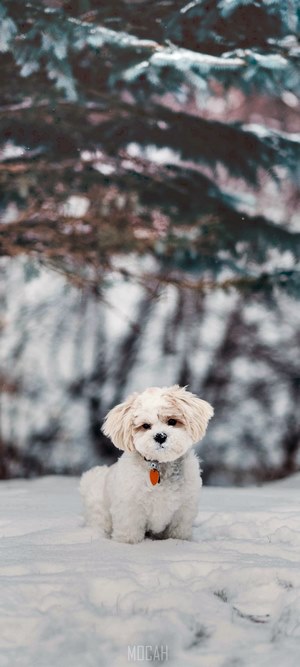 White puppy in the snow
