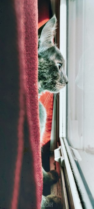 Gray cat peeking through red curtain at window