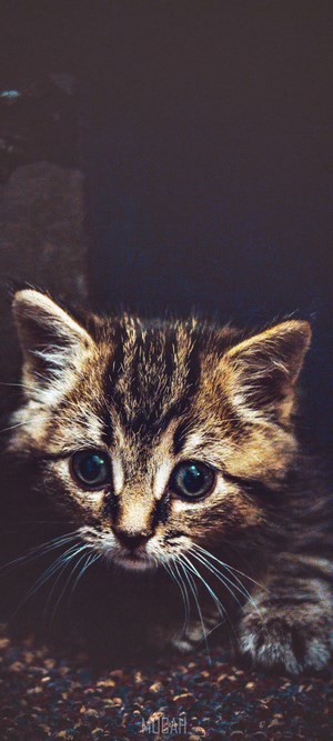 Kitten with tabby markings and blue eyes