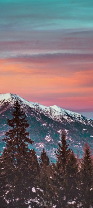 Snowy mountains with pine trees at sunset