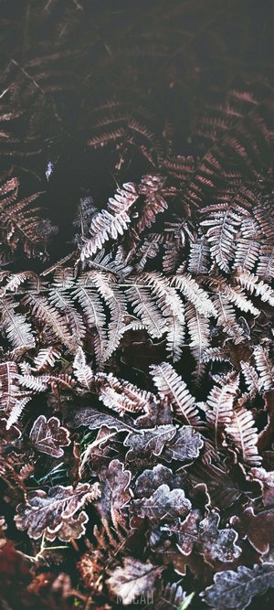 Frosted Ferns and Oak Leaves