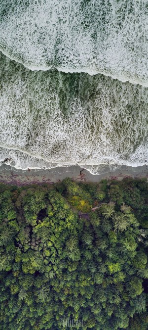 Aerial view of forest meeting ocean waves