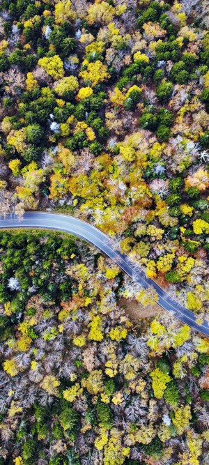 Aerial view of a winding road through an autumn forest