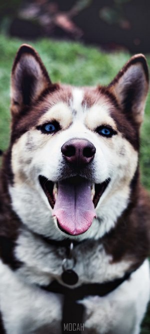 Husky dog with blue eyes