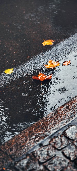 Autumn leaves on wet asphalt during rain