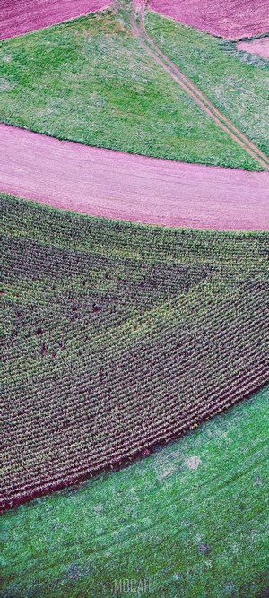 Aerial view of agricultural fields