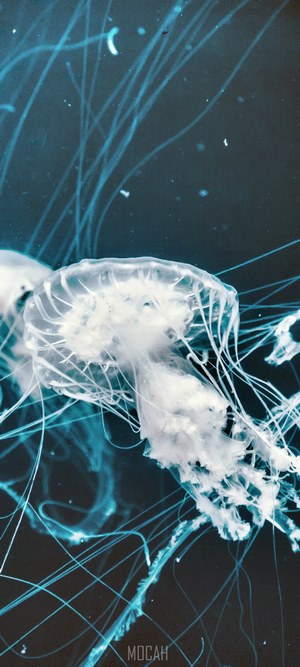 Two jellyfish in deep blue water