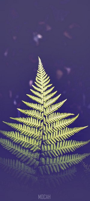 Fern leaf on dark background