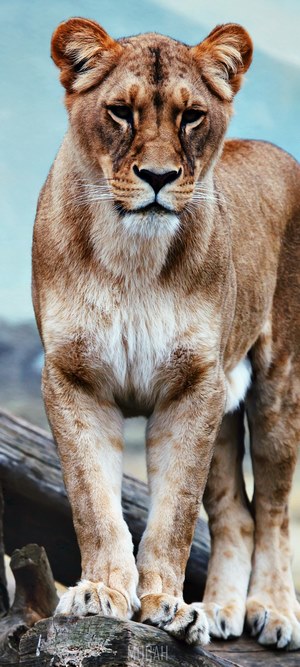 Lioness standing on a log