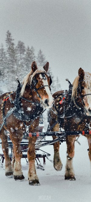Two horses pulling a sleigh in the snow