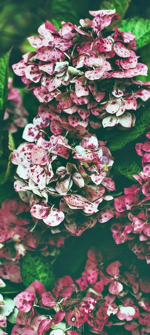 Red and white speckled hydrangea flowers