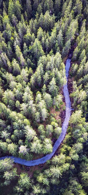 Aerial view of a winding path through a dense forest