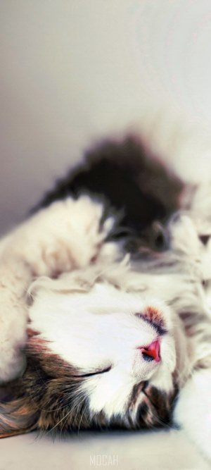 Furry cat sleeping peacefully