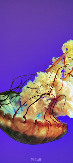 Jellyfish in purple water