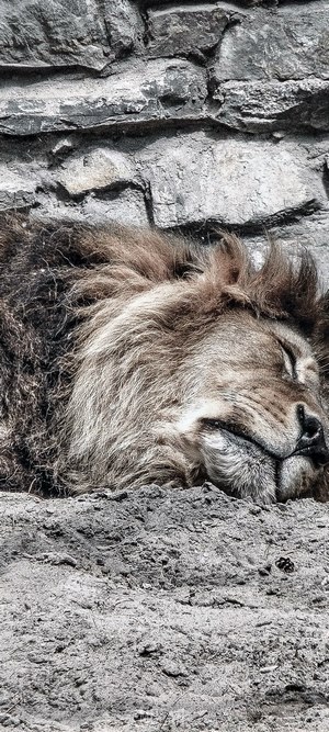 Lion sleeping against a stone wall