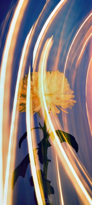 Yellow flower with light streaks