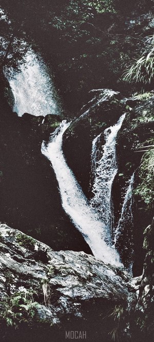 Waipori Falls waterfall in a forest