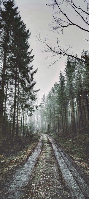 Foggy forest road on a cloudy day