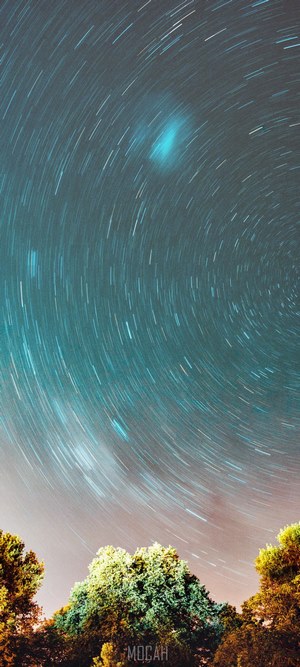 Star trails over trees