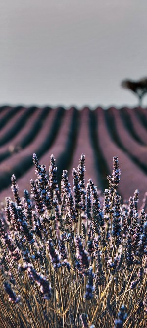 Lavender field in France