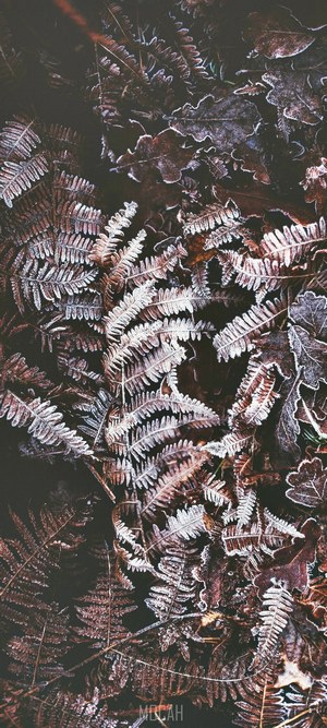 Frosty ferns and oak leaves on the ground