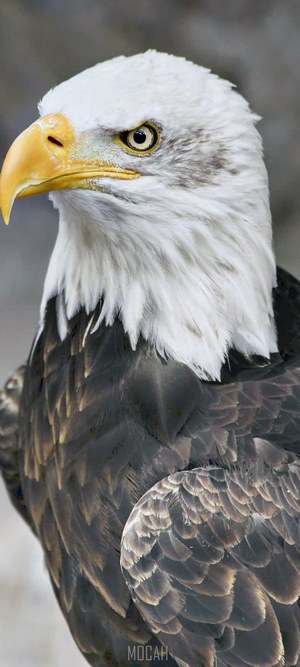 Bald Eagle Portrait