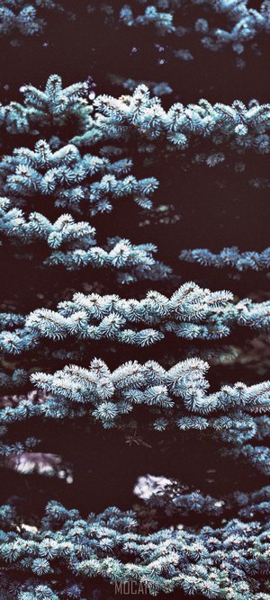 Close-up of blue spruce branches