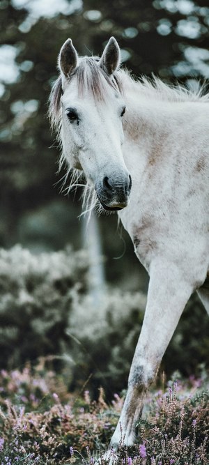 White horse in a field of purple flowers