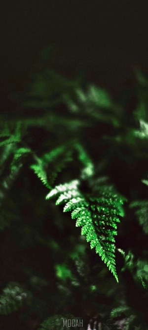 Close-up of a fern leaf with water droplets