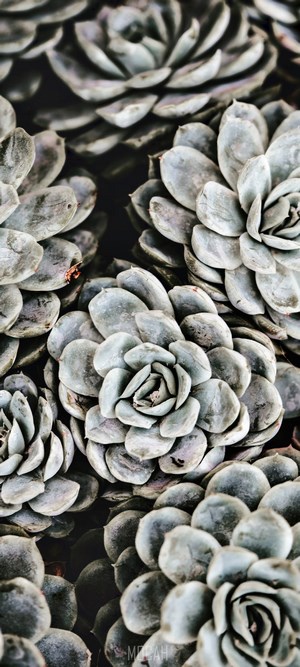 Close-up of Echeveria Succulent Plants
