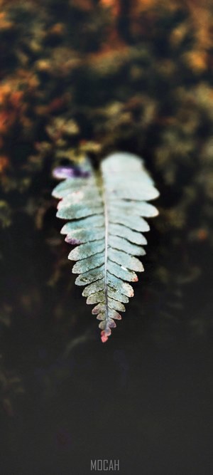 Fern leaf in dark water