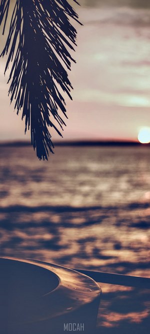 Sunset over the ocean with palm frond