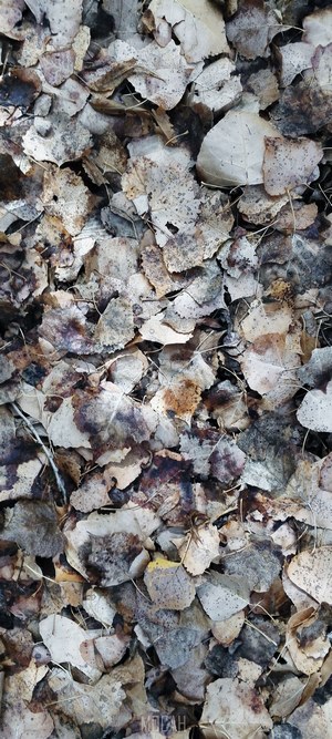 Fallen leaves on the ground