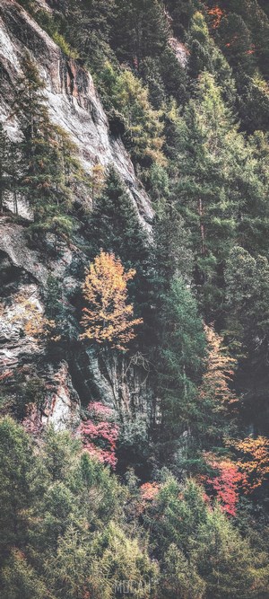 Mountain cliff with autumn trees and forest