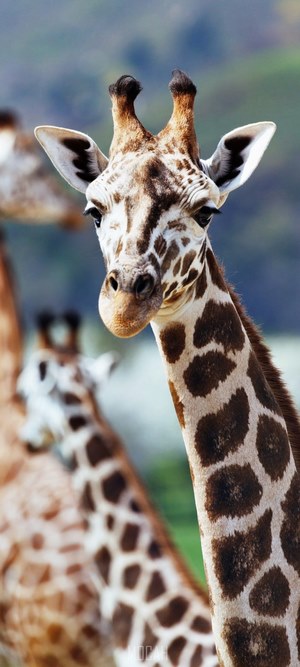 Close-up of a giraffe's head and neck