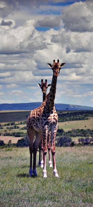 Two giraffes in a savanna landscape