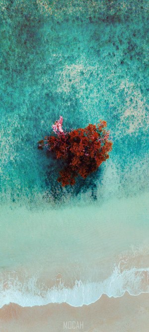 Aerial view of a tree in turquoise water