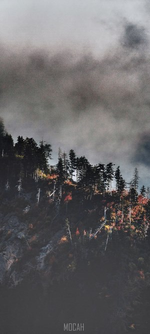Mocah logo on a foggy mountain forest