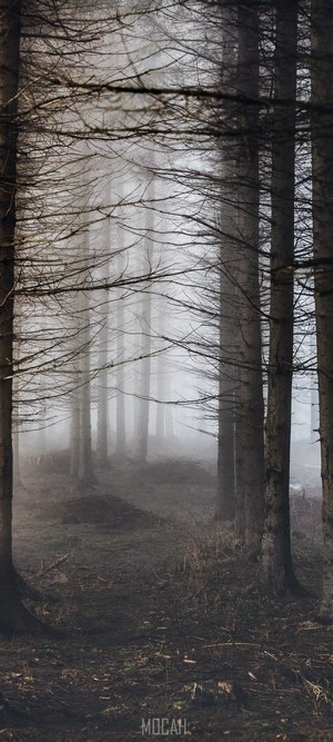 Misty forest path with bare trees