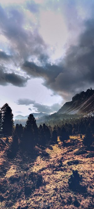 Mountain landscape with pine trees and dramatic clouds